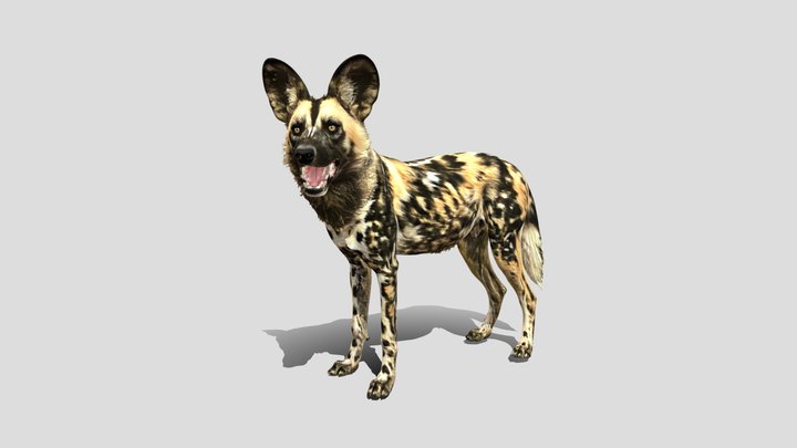 African wild dog (Lycaon pictus) Dog 3d model – Kostenloses 3D-Modell STL