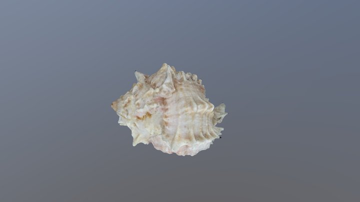 Sea Shell 3D Model
