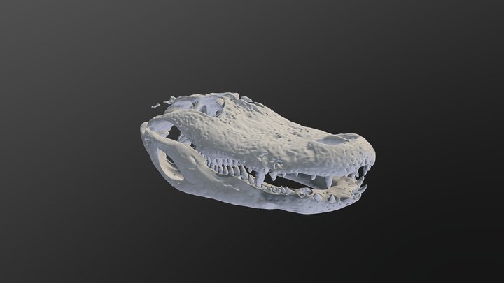 Aligator Skull – Free 3D Model STL