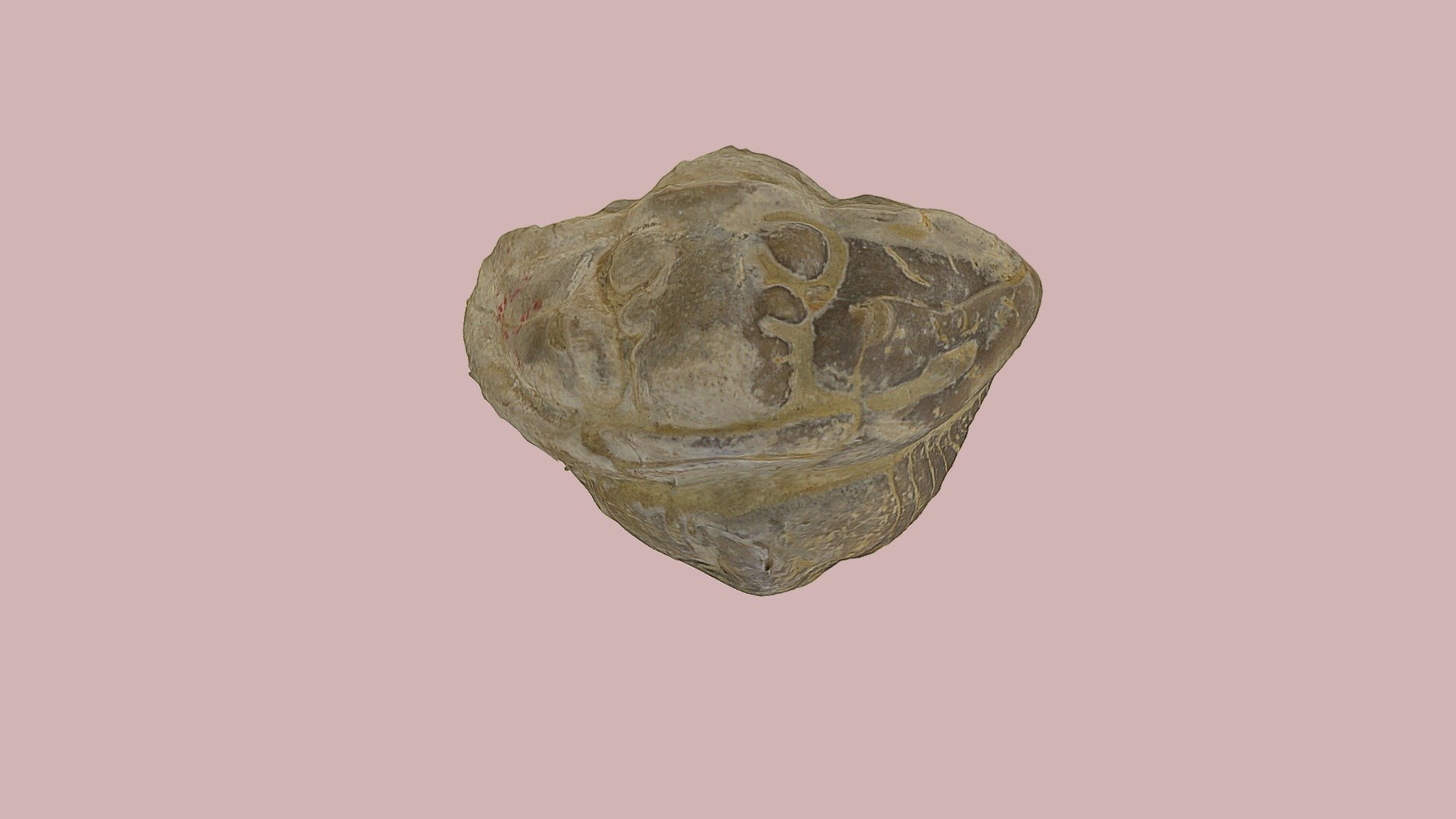 Gravicalymene Trilobite