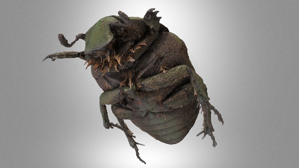 Flower chafer – Protaetia speciosissima