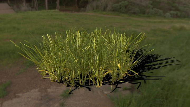 Yard Grass 3D Model