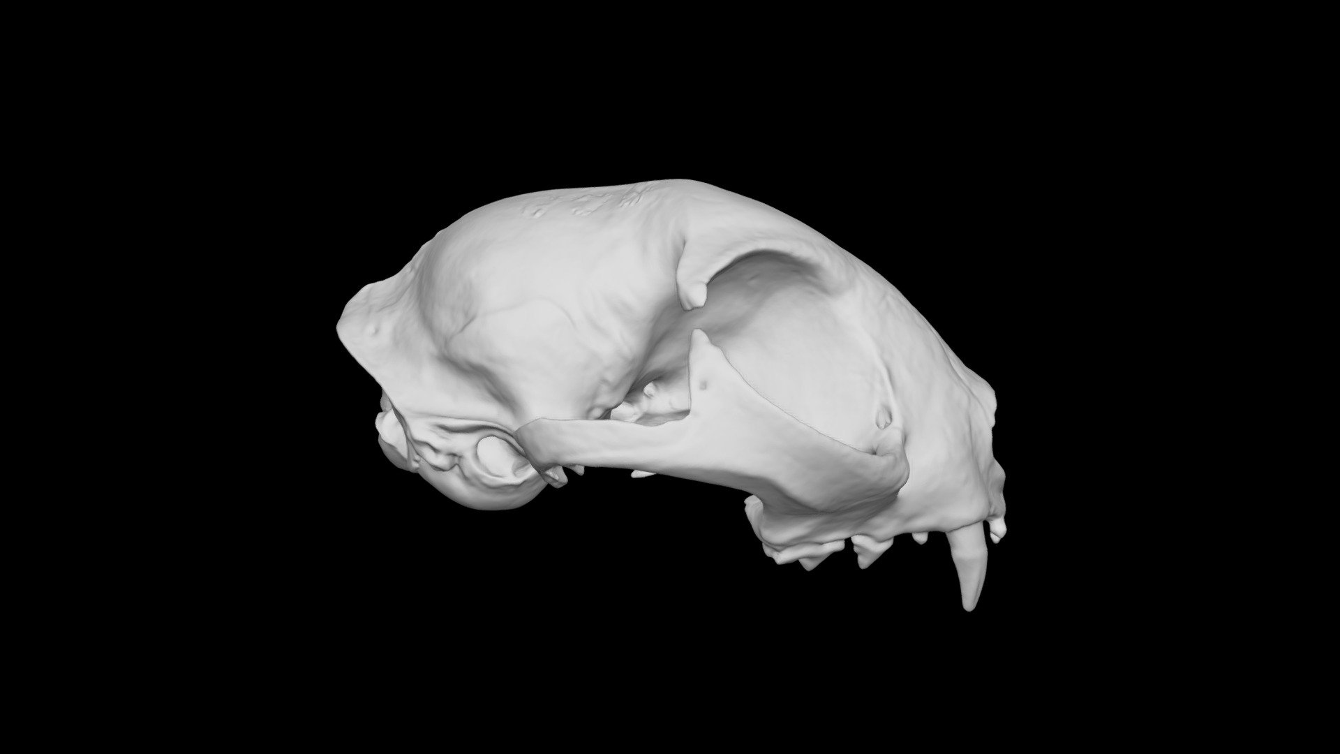 Cat skull, hemisected - 3D model by Dr. Bobick's Virtual Anatomy Lab ...