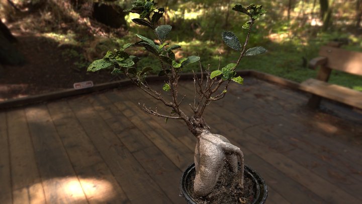 Bonsai Tree 3D Model