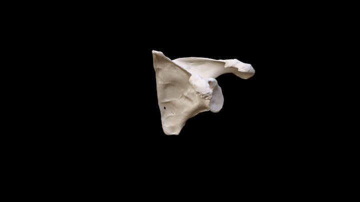 Human Scapula – Free 3D Model STL