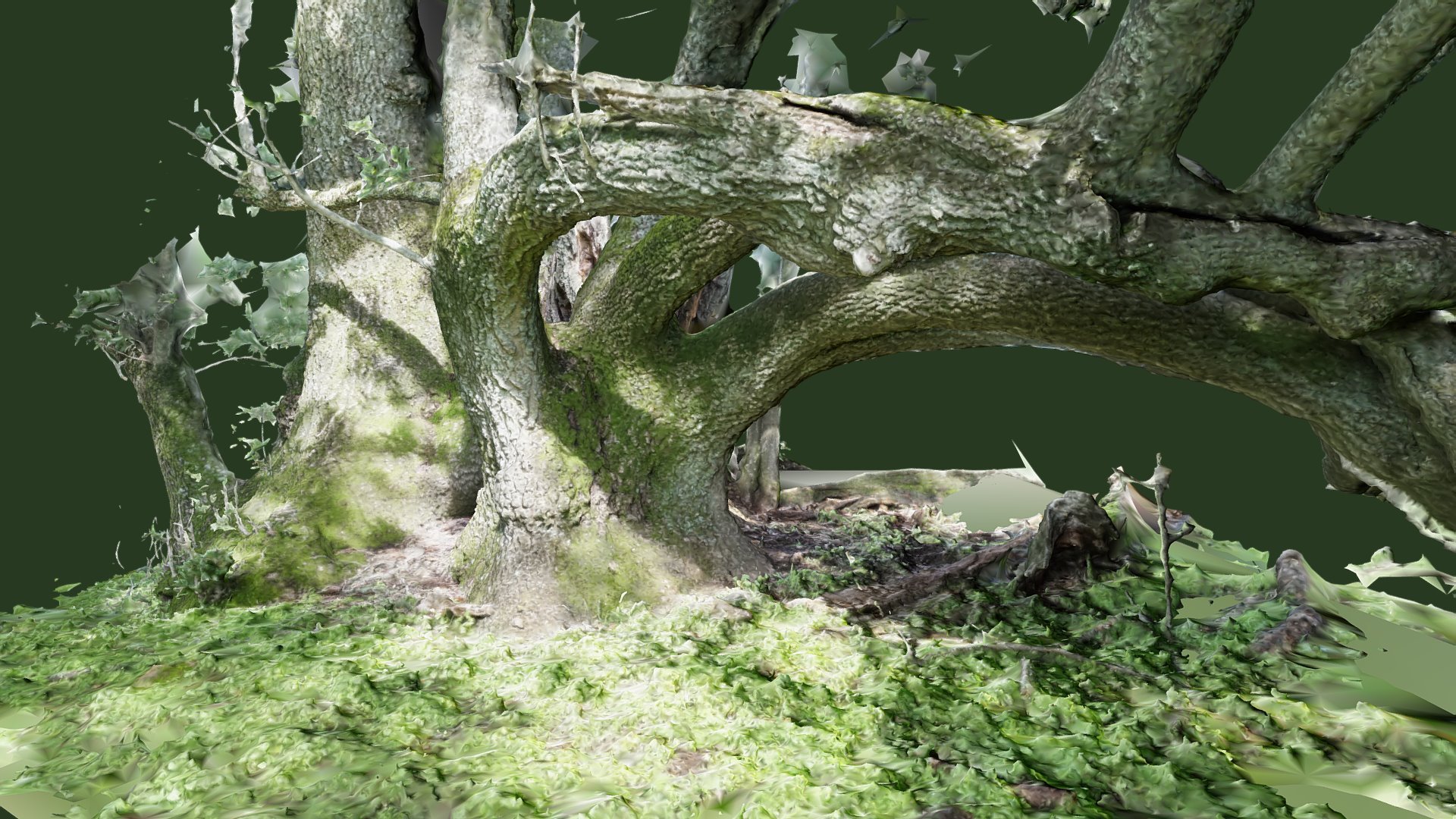 Old Bay Tree - 3D model by John Toeppen (@toeppen) [3a759ff] - Sketchfab