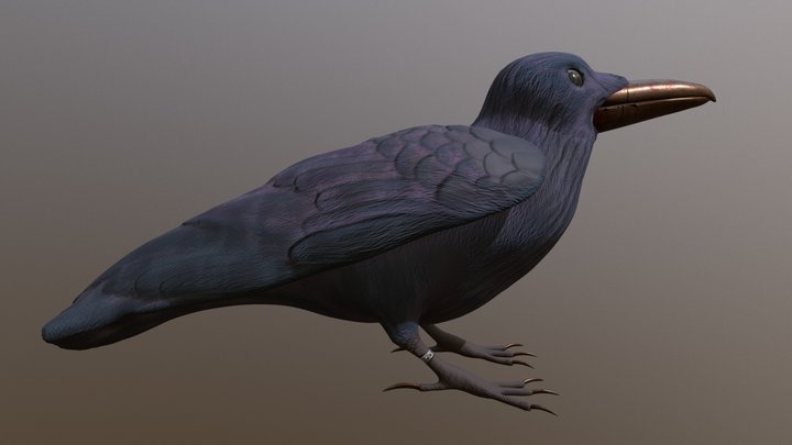 Crow 3D Model