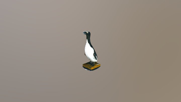 Auk V2 Mesh 3D Model