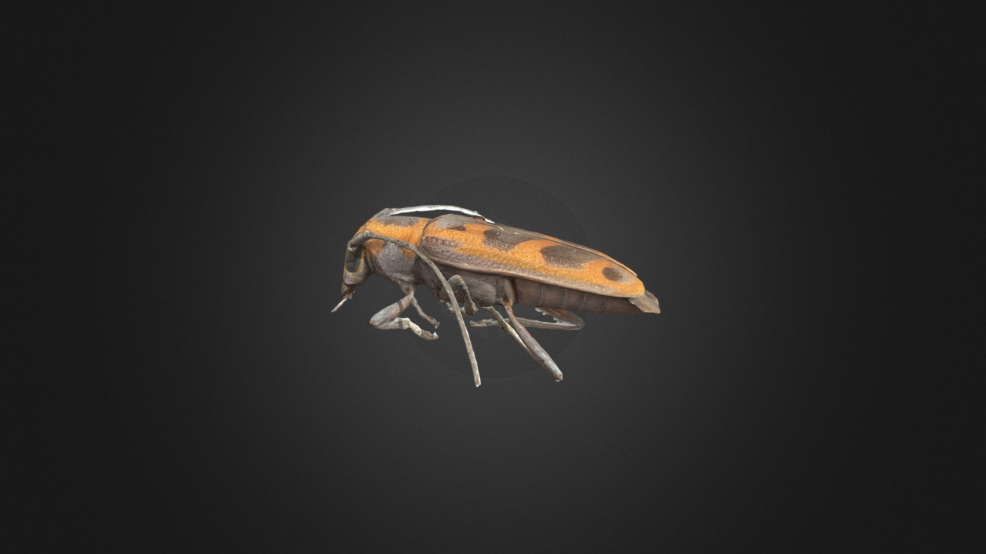 Elm Borer Beetle 3d Model By University Libraries At Virginia Tech