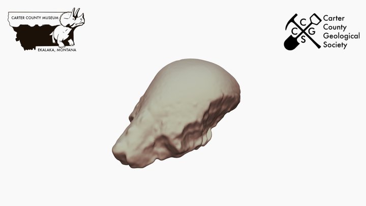 Pachycephalosaurus Head Dome  *Downloadable 3D Model