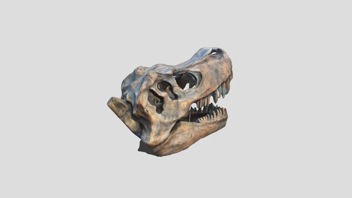 Dinosaur Skull - Brian 3D Model