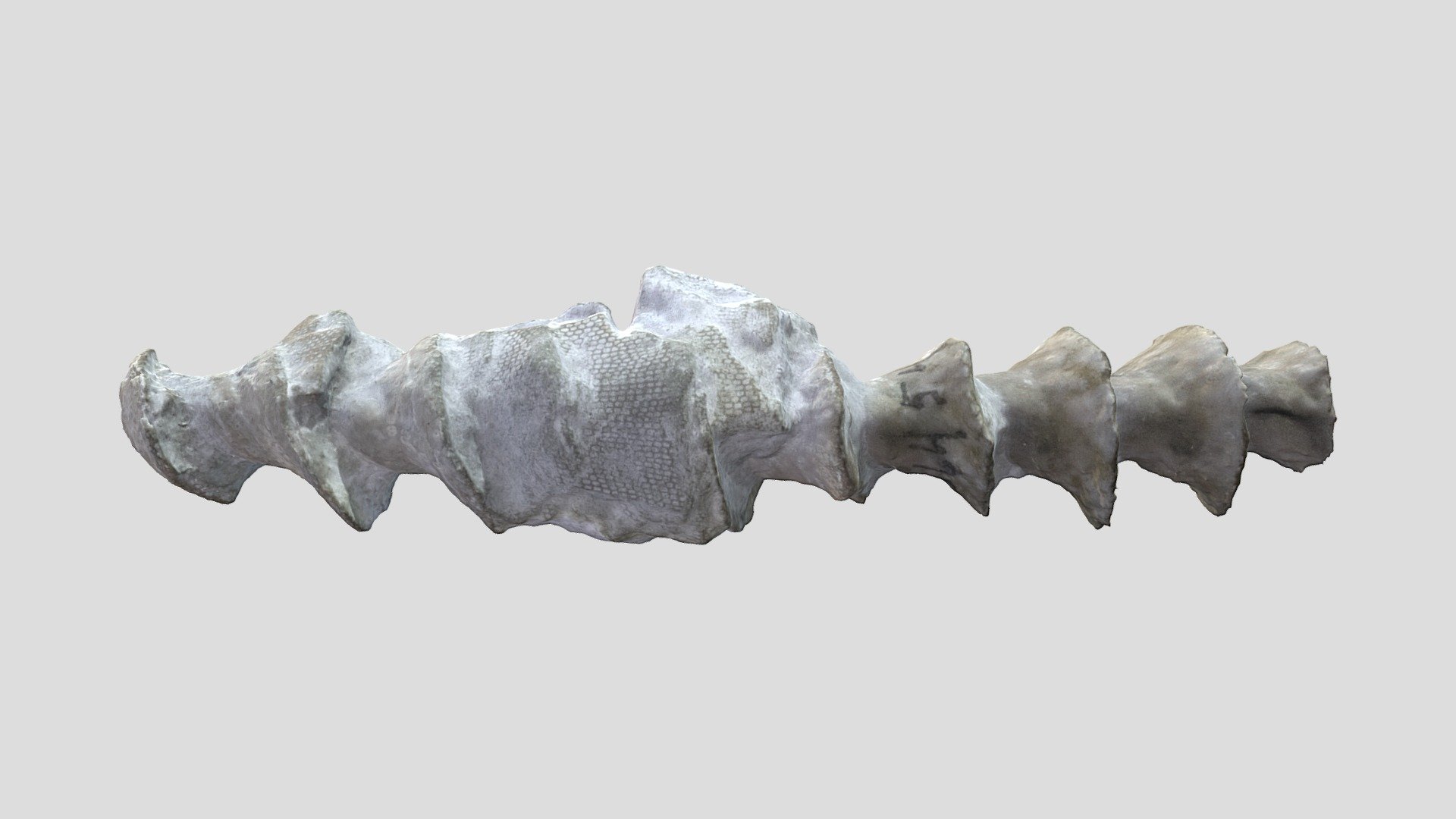 Unknown Fossil