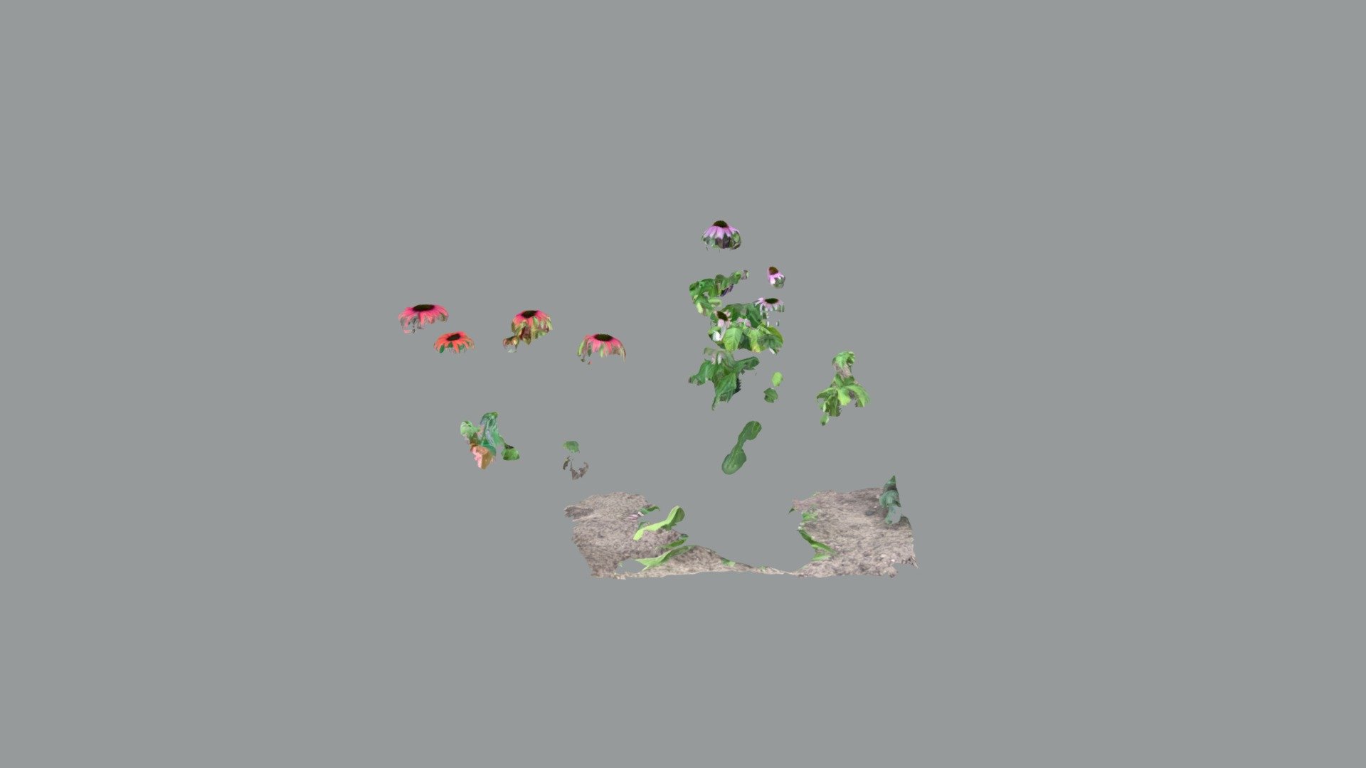 Flowers 3