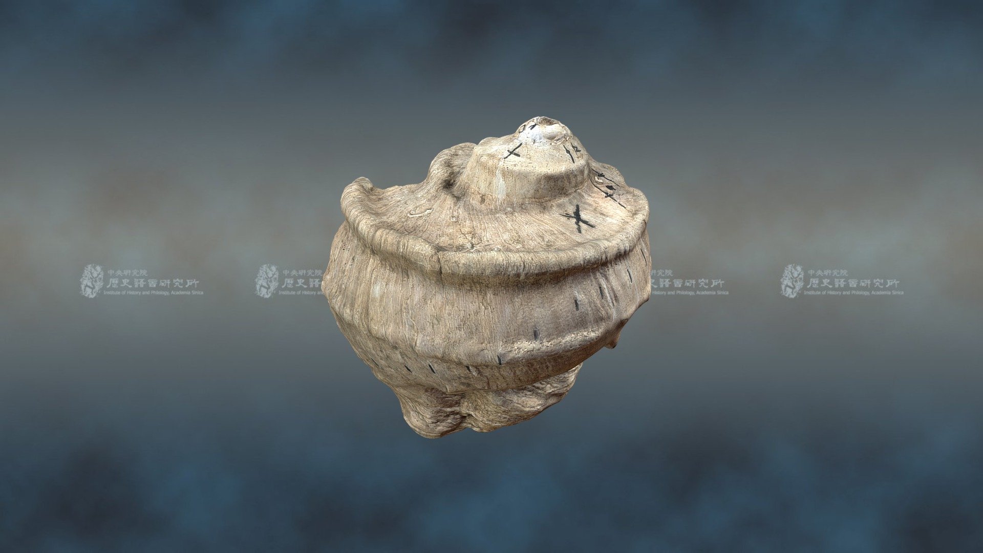 夜光蠑螺 Great Green Turban — Sketchfab embed 3D viewer