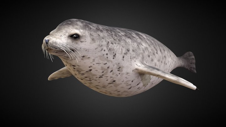 Steinkobbe (Phoca Vitulina) - Harbor Seal 3D Model