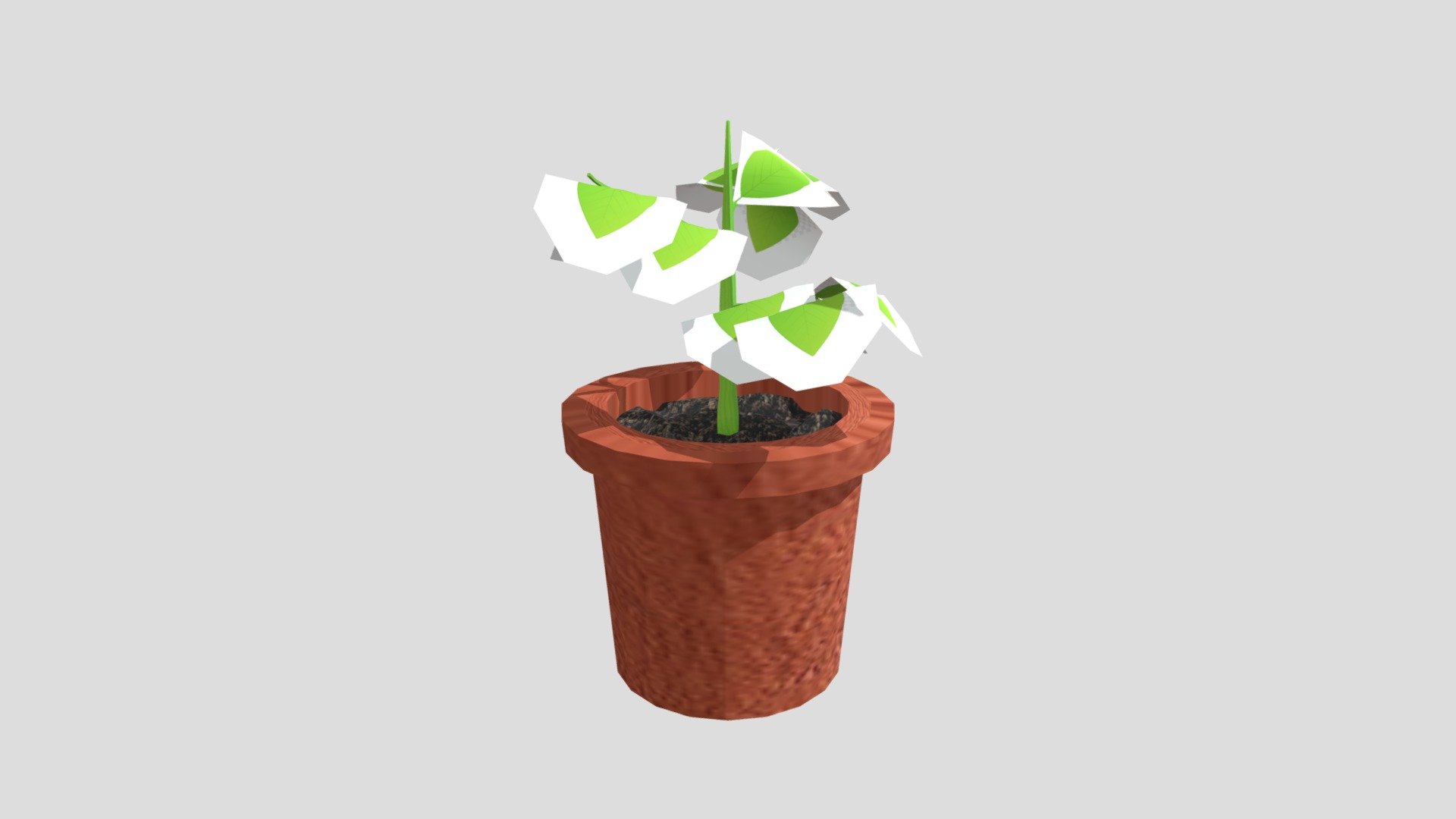 plant