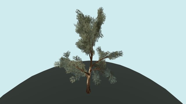 Eucalyptus tree 3D Model