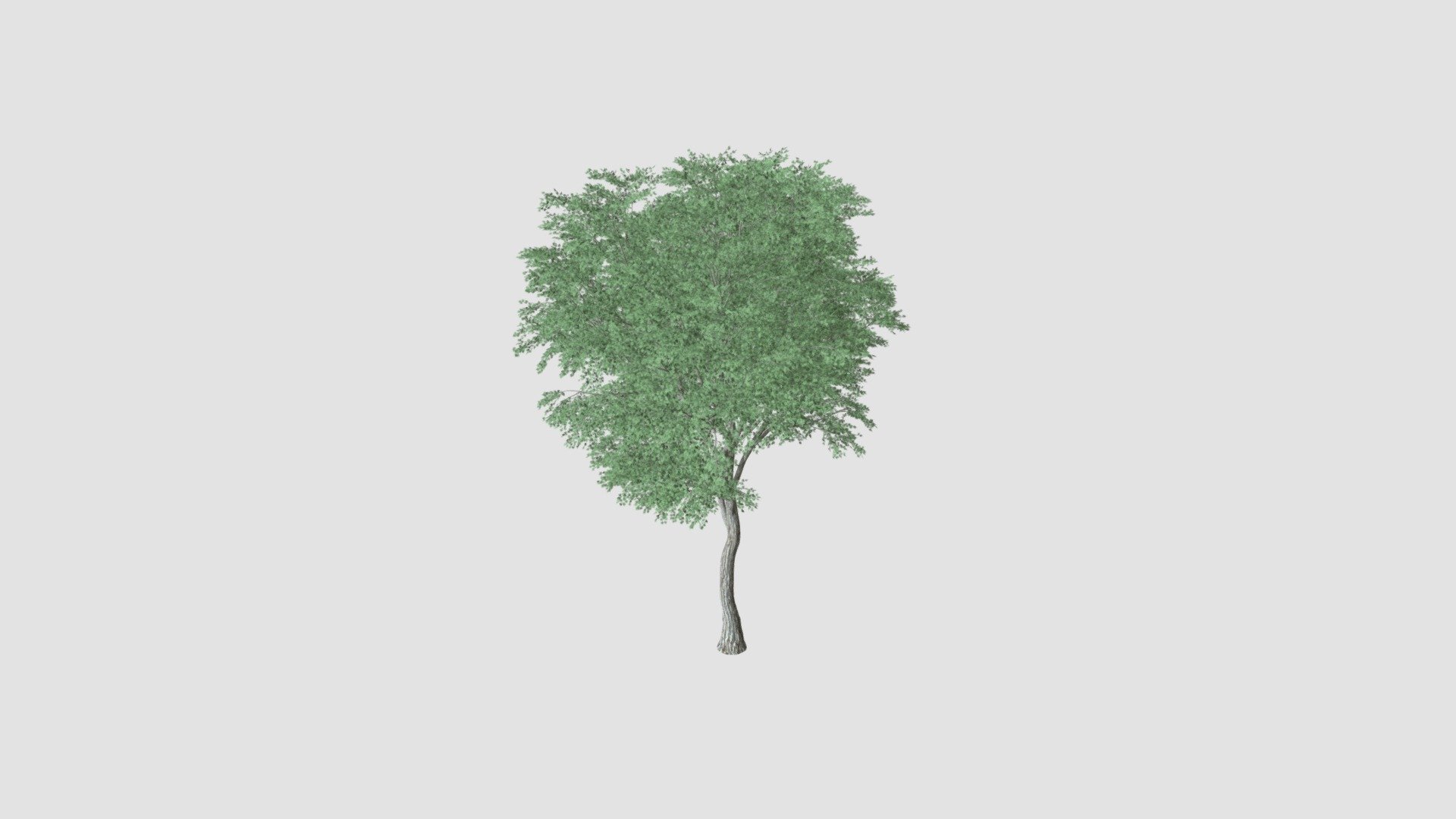 tree - Buy Royalty Free 3D model by Evermotion [3a91b92] - Sketchfab Store