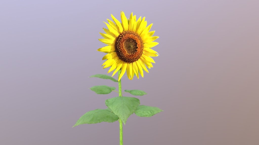 Sunflower made in maya - Sunflower - Download Free 3D model by zvanstone.