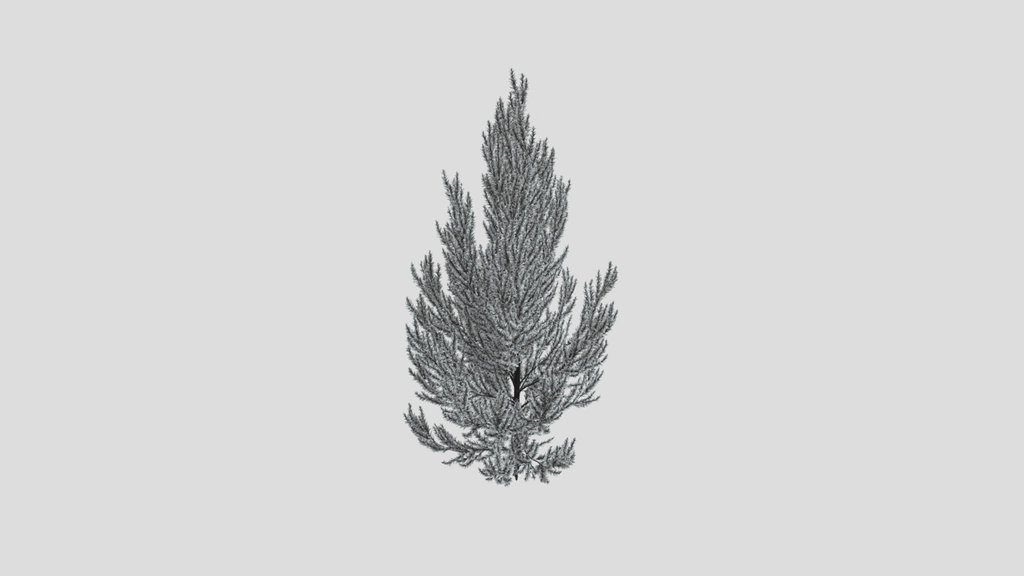Pinus Flexilis Vanderwolf Pyramid