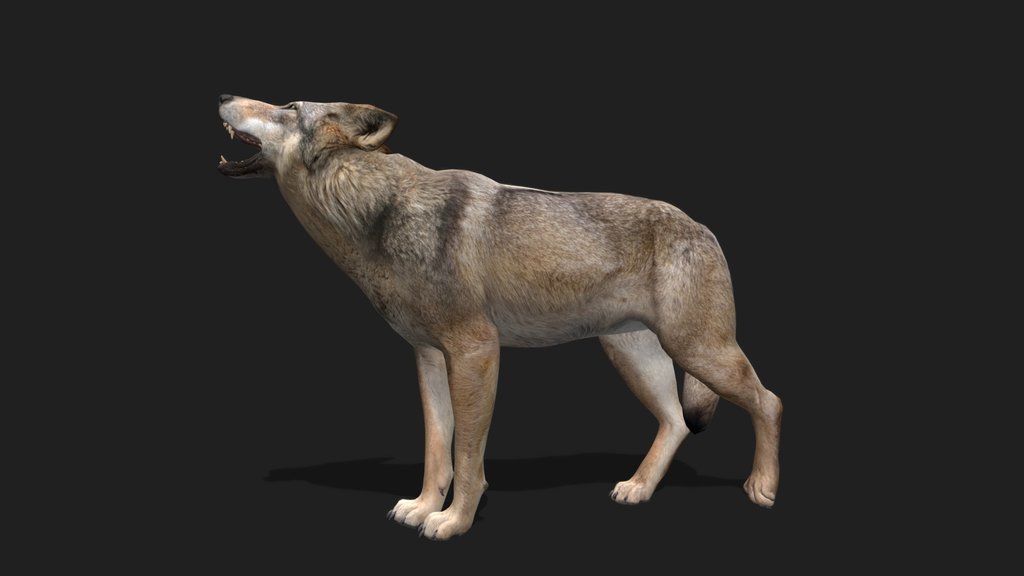 Realistic Wolf 3D Model 2.0 (Demo Free Download)