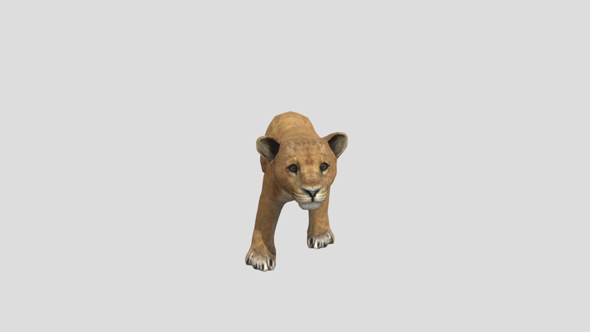 Baby- Lion
