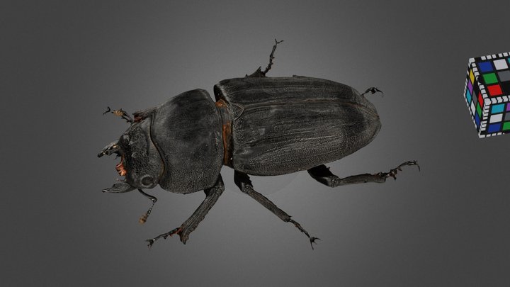 Hopei 3D models - Sketchfab