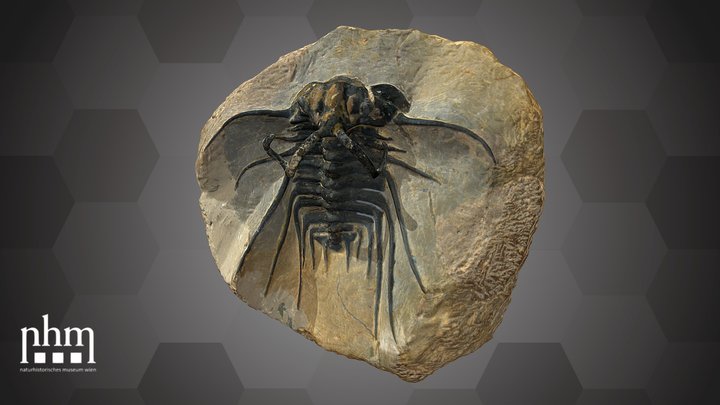 Horned Trilobite (NHMW-GEO-1994/0150/0000) – Free 3D Model STL