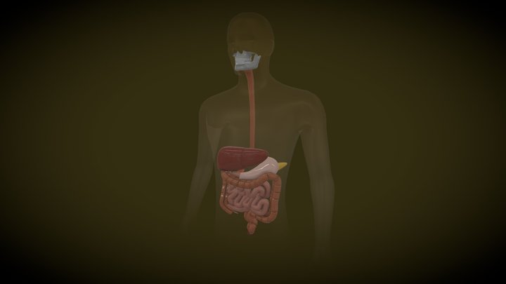 mce biology (digestive system) 3D Model