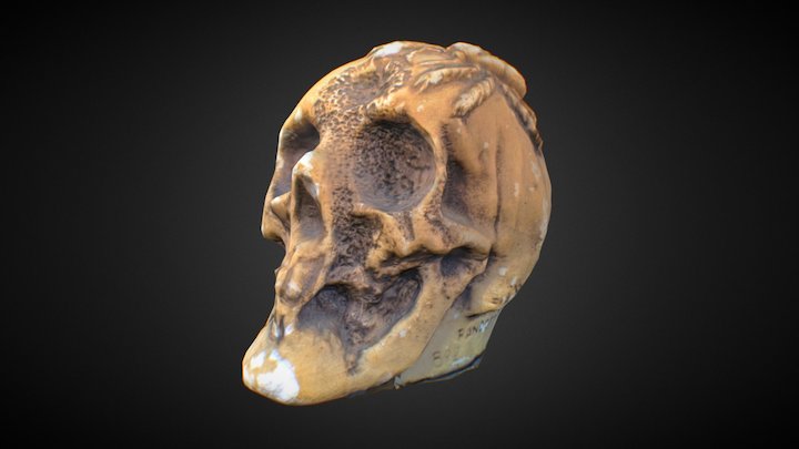 Skull scan 3D Model