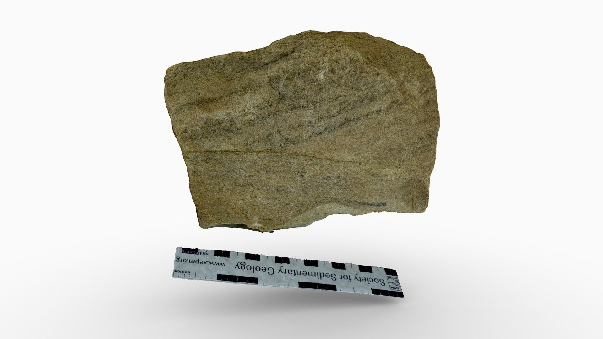 Cambrian Flathead
