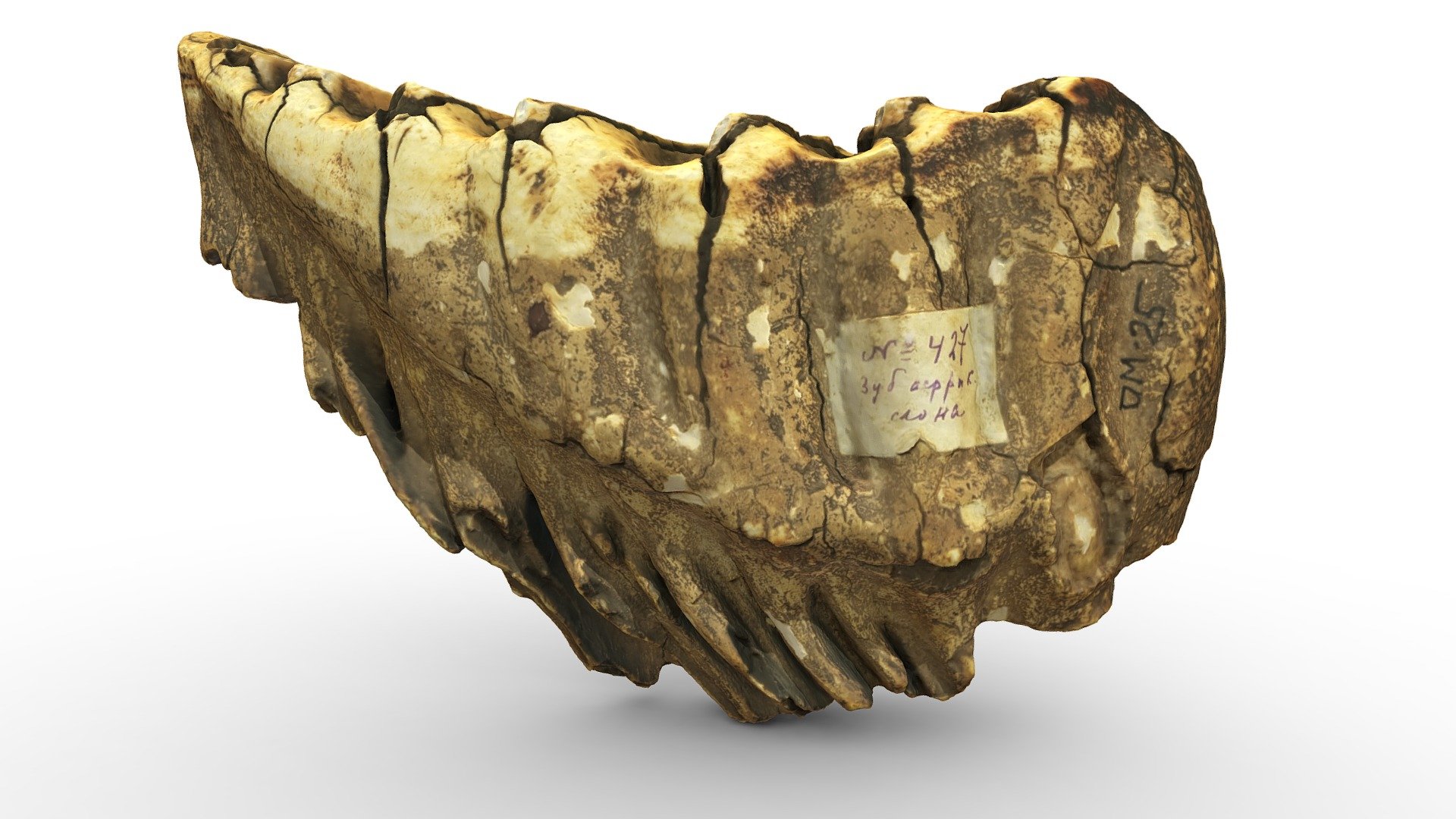 Зуб слона | Elephant tooth (with jpegs sources) - Download Free 3D ...