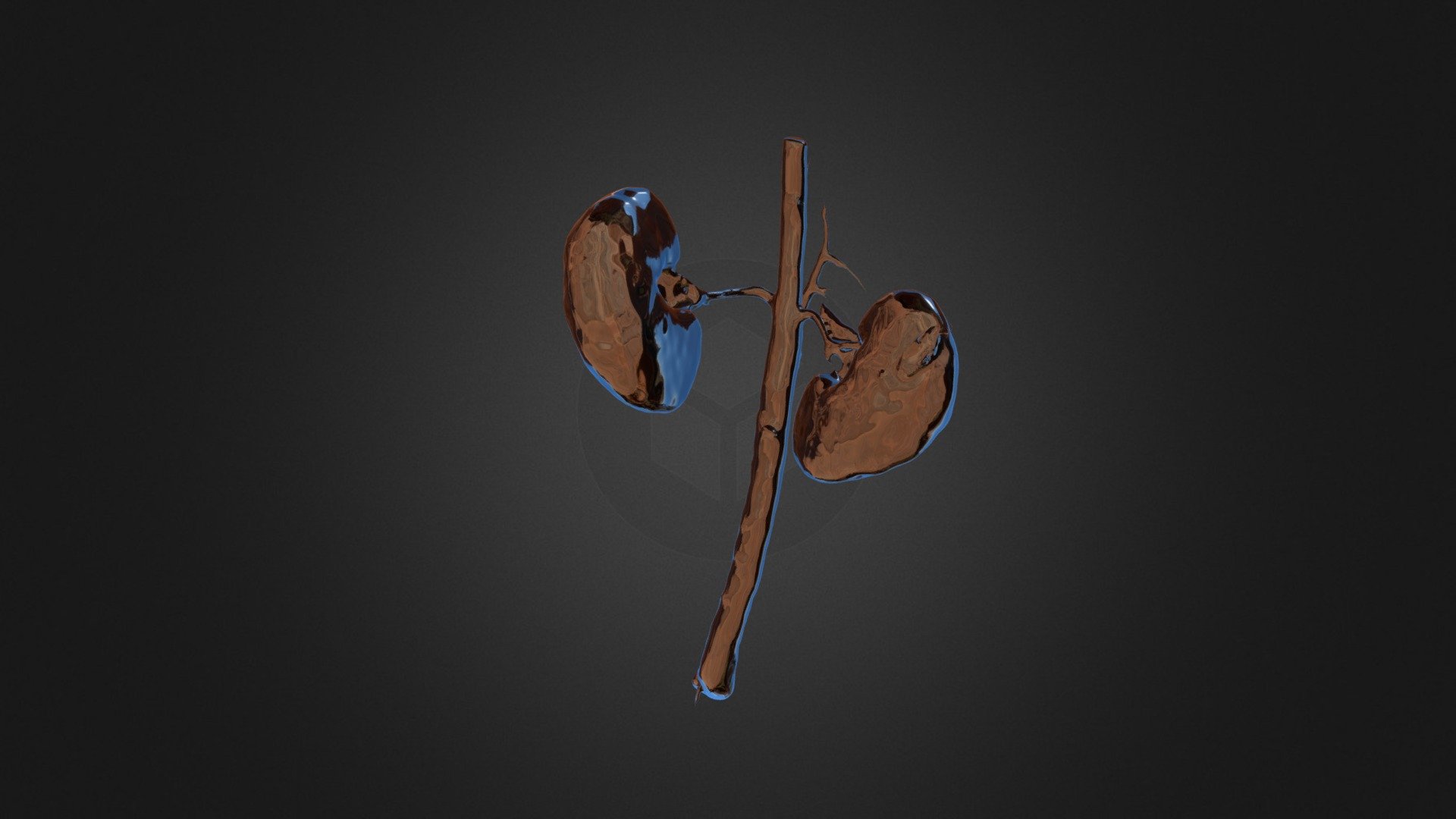 Aorta & Kidneys