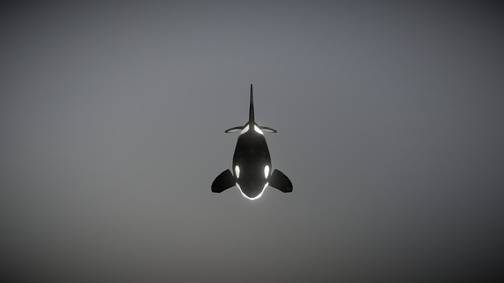 Orca Whale | 15+ Animation | Marine Animal – Modello 3D gratuito STL