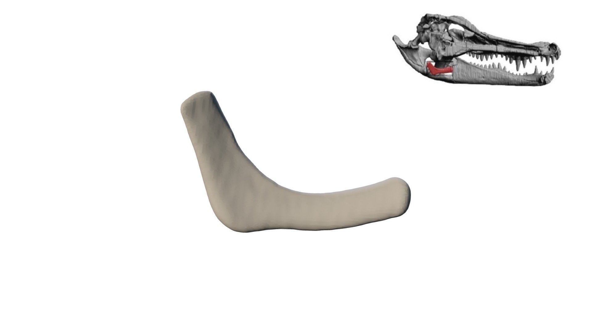 Alligator Hyoid