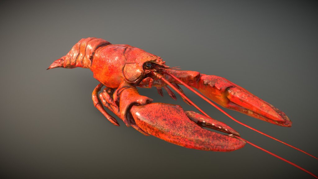 Lobster