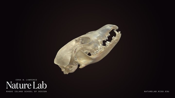 Red Fox – Modelo 3D gratuito STL