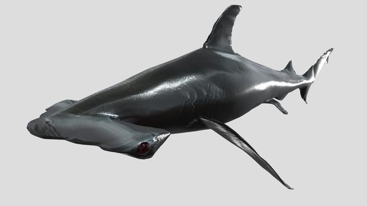 Hammerhead shark 3D Model