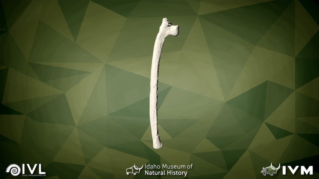 IMNH-48001-17264- Rib-03 Right