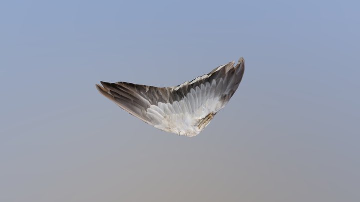 Wing 3D Model