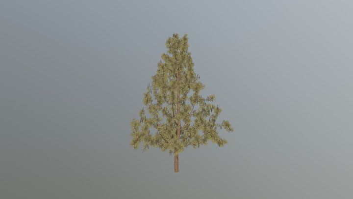 Fir from Space Colonization 3D Model