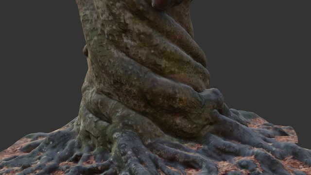 The Twisted Beech at Tehidy 3D Model