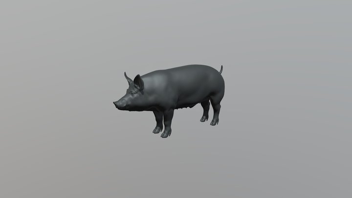 Domestic Pig - male 3D Model