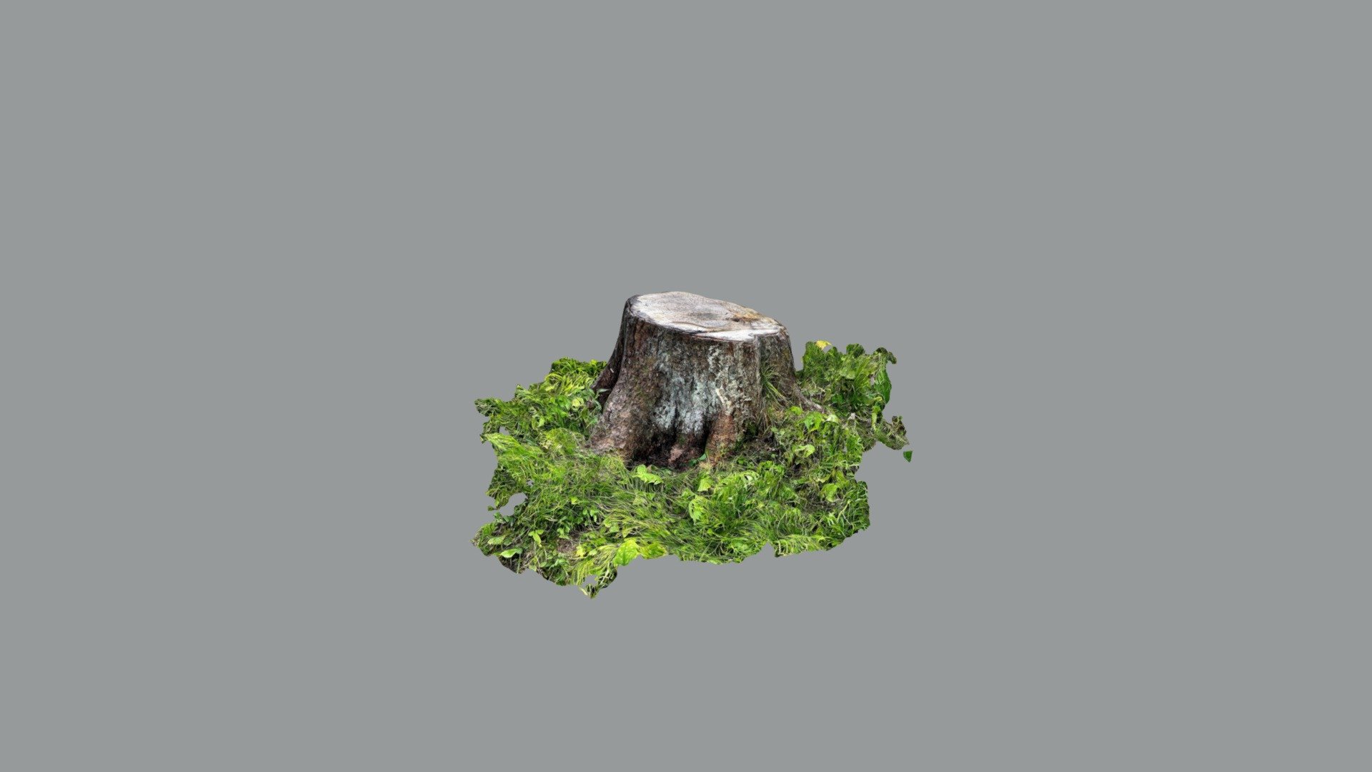 TrunkCut1