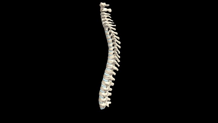 pater1 3D Model