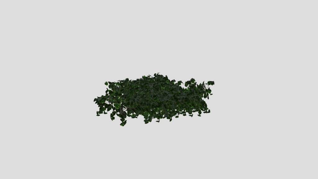Simple Ivy Wall Plant