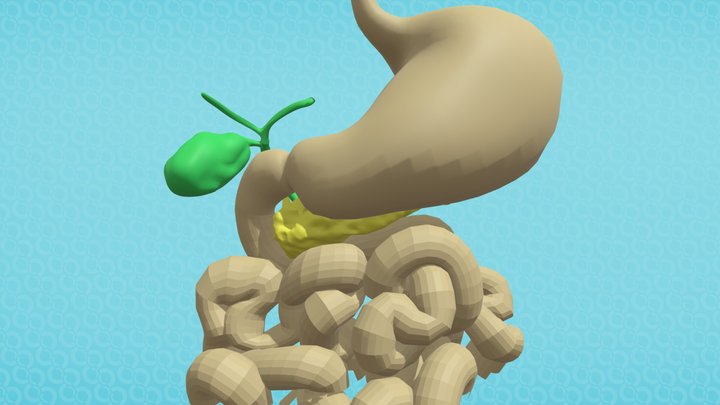 bileDuct 3D Model