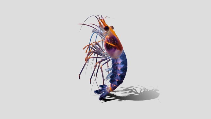 This Prawn 3D Model Free – Modello 3D gratuito STL