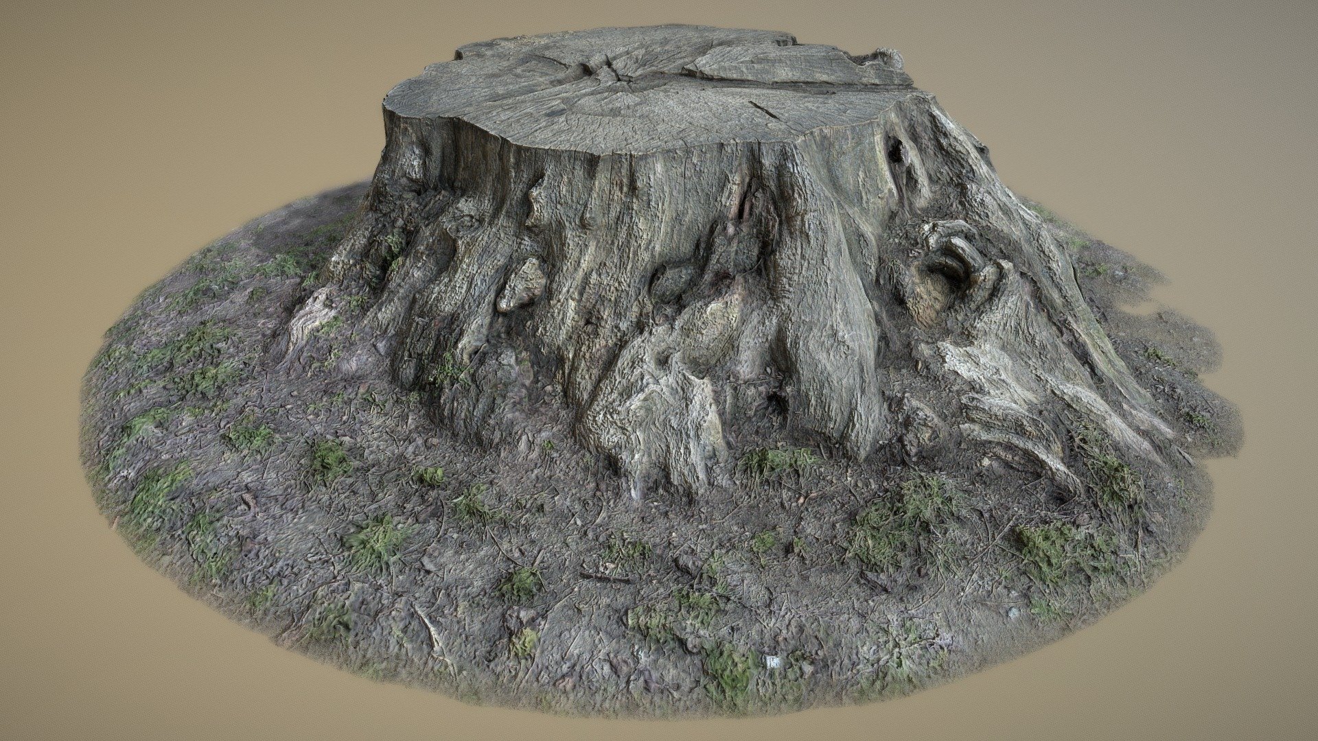 Old big stump
