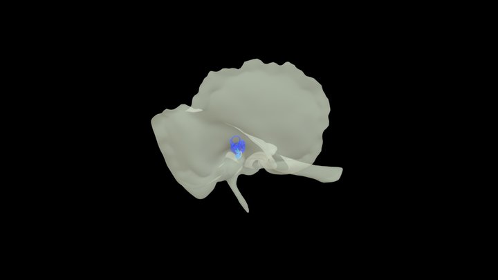 ucho4 3D Model